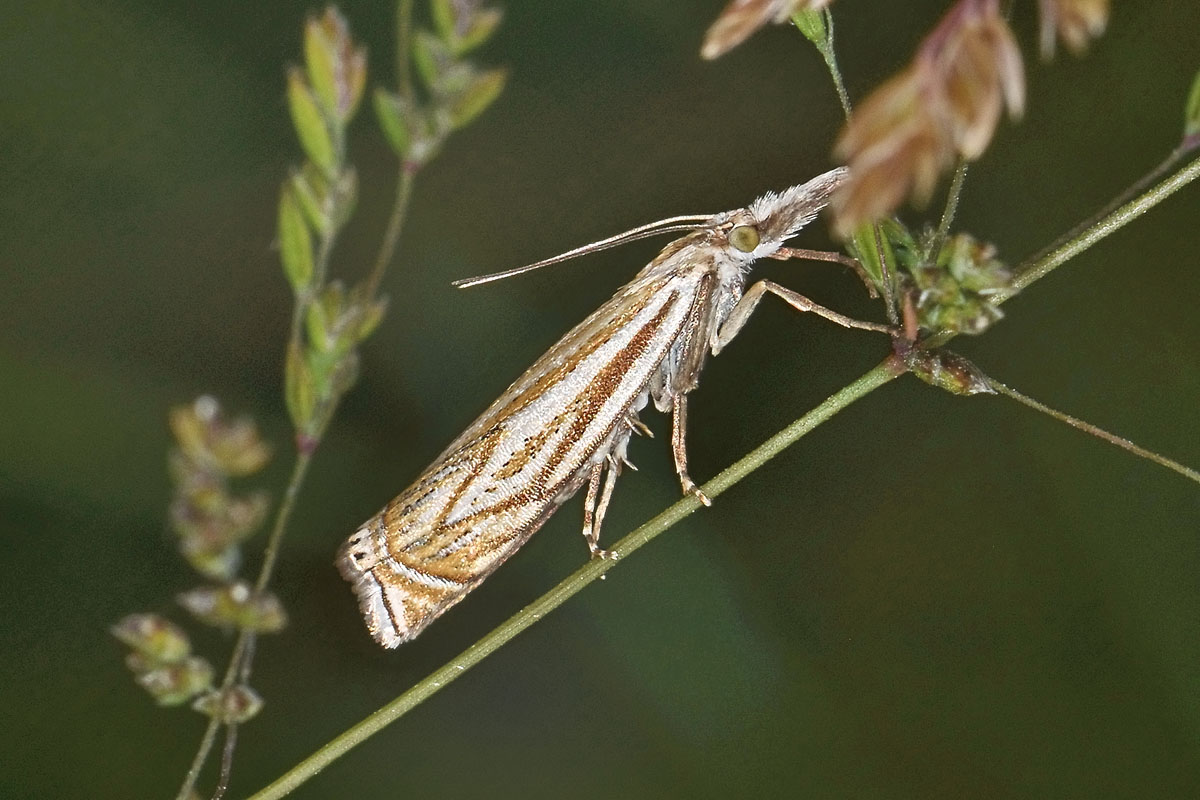 Crambidae n 2 - Crambus lathoniellus